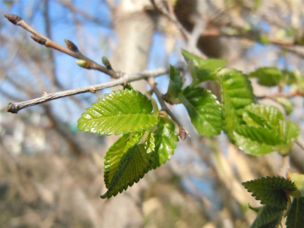 Alberello da identificare - Ulmus cfr. minor Miller